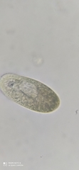 Paramecium