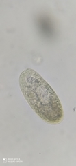 Paramecium