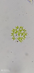 Pediastrum duplex