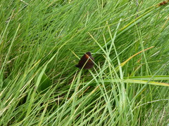 Erebia epiphron