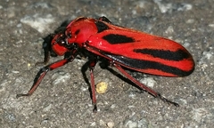 Sphenoclypeana parana