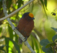 Catamblyrhynchus diadema