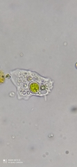Amoebozoa