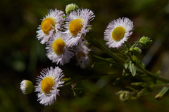 Erigeron philadelphicus philadelphicus