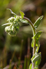 Erigeron philadelphicus philadelphicus