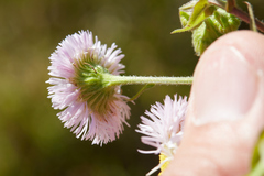 Erigeron philadelphicus philadelphicus