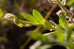 Erigeron philadelphicus philadelphicus