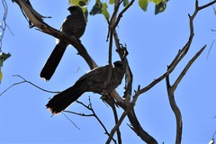 Struthidea cinerea cinerea