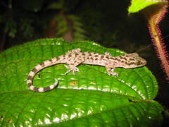 Cyrtodactylus petani