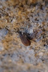 Pyrrhocoris sibiricus