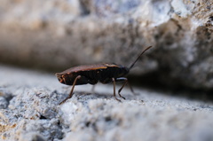 Pyrrhocoris sinuaticollis