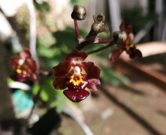 Trichocentrum lindenii