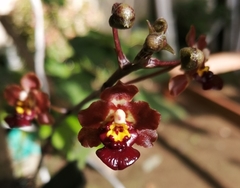 Trichocentrum lindenii