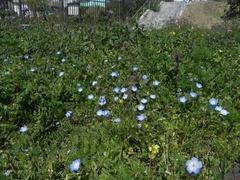 Nemophila menziesii