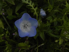 Nemophila menziesii