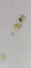 Amoebozoa