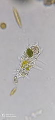 Amoebozoa