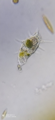 Amoebozoa