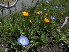 Nemophila menziesii