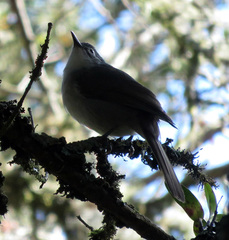 Phyllastrephus flavostriatus