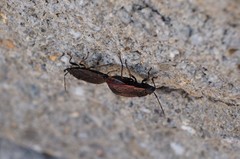 Pyrrhocoris sinuaticollis