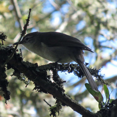 Phyllastrephus flavostriatus