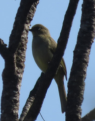 Andropadus importunus