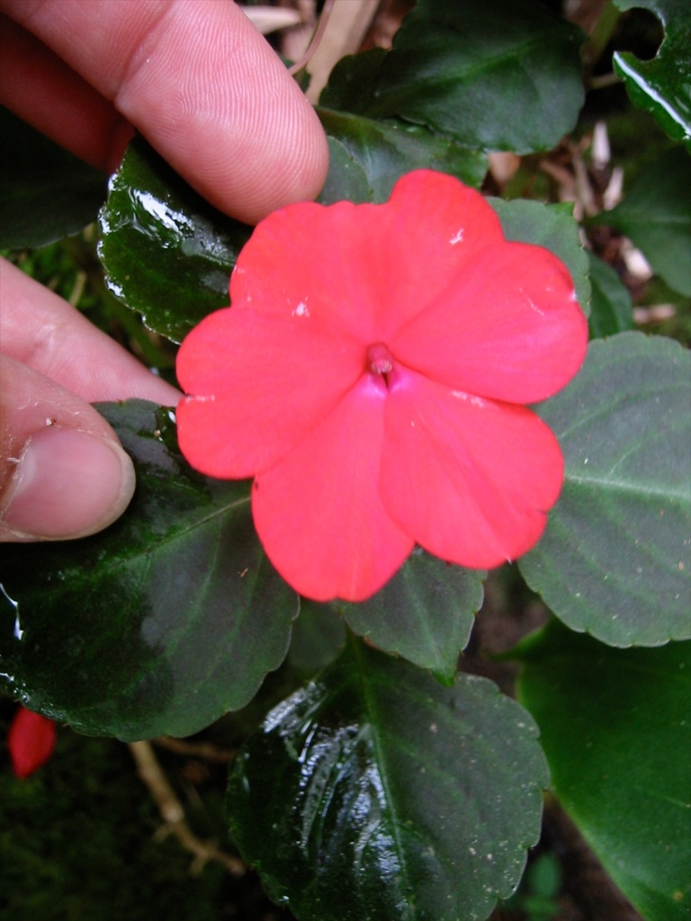 Impatiens (Costa Rica Trees and Vascular Plants) · iNaturalist