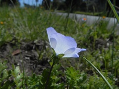 Nemophila menziesii