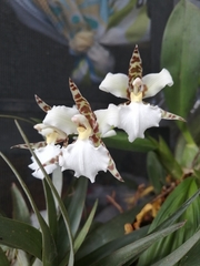 Rhynchostele rossii