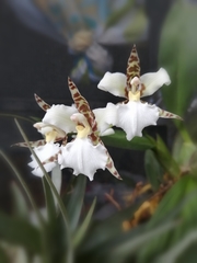 Rhynchostele rossii