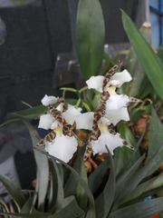 Rhynchostele rossii