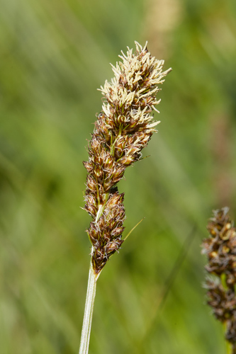 Dense sedge (Carex densa)