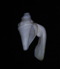 Persististrombus granulatus