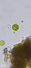 Chlorophyta