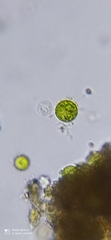 Chlorophyta