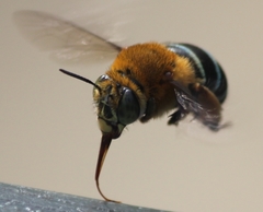 Amegilla cingulata