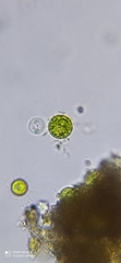 Chlorophyta