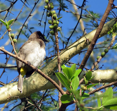 Pycnonotus barbatus layardi