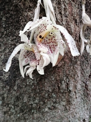 Stanhopea oculata
