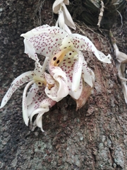 Stanhopea oculata