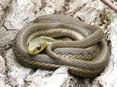 Thamnophis sirtalis
