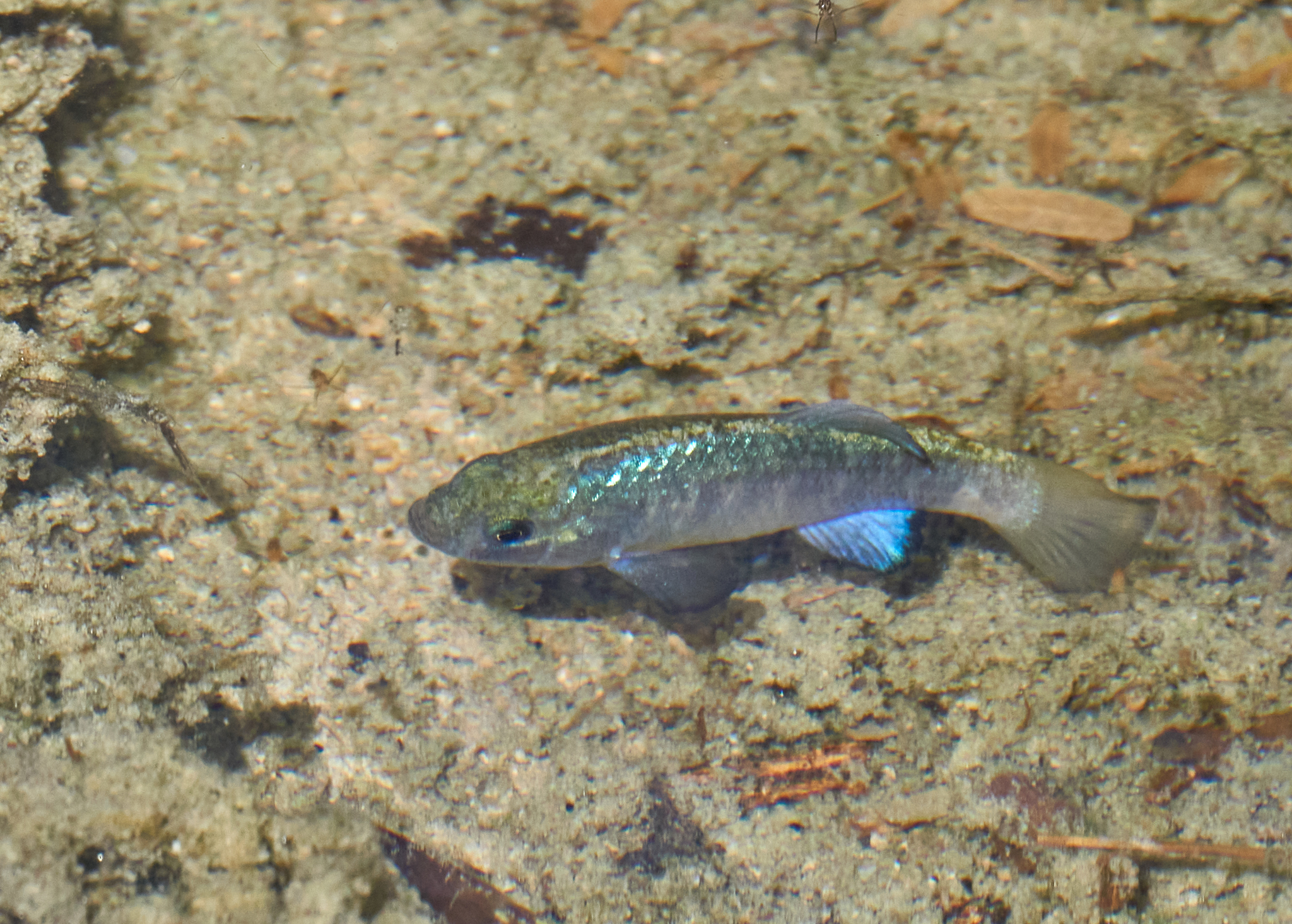 Cyprinodon eremus