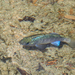 Sonoyta Pupfish - Photo (c) Grigory Heaton, some rights reserved (CC BY-NC), uploaded by Grigory Heaton