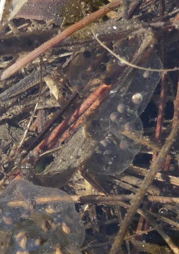 iNaturalist observation photo of Pacific chorus frog