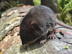 Heteromys australis
