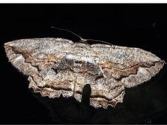 Scioglyptis lyciaria