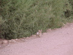 Sylvilagus audubonii