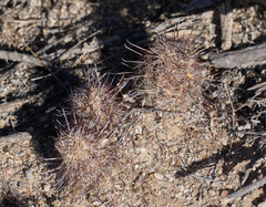 Mammillaria thornberi