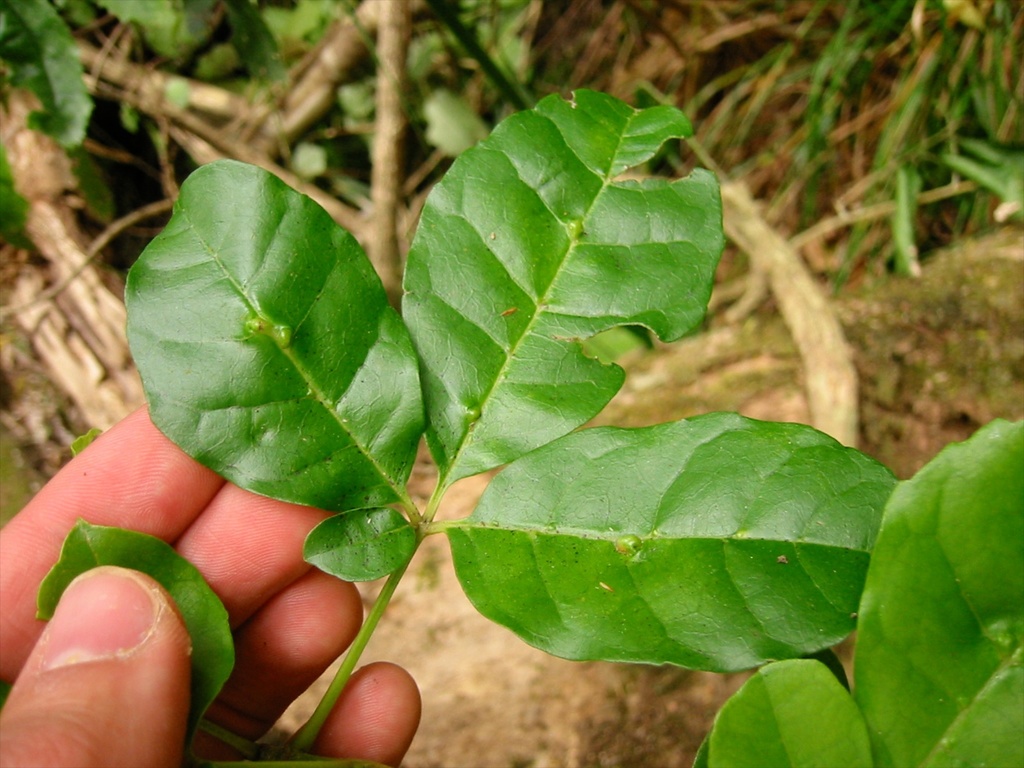 Asetilobus